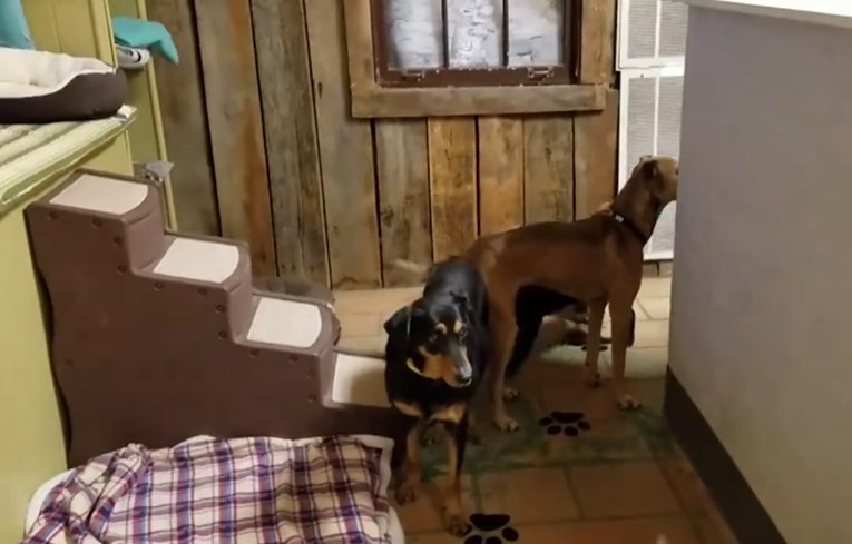 VIDEO Ovaj je azil pravi raj za starije pse koje nitko nije htio