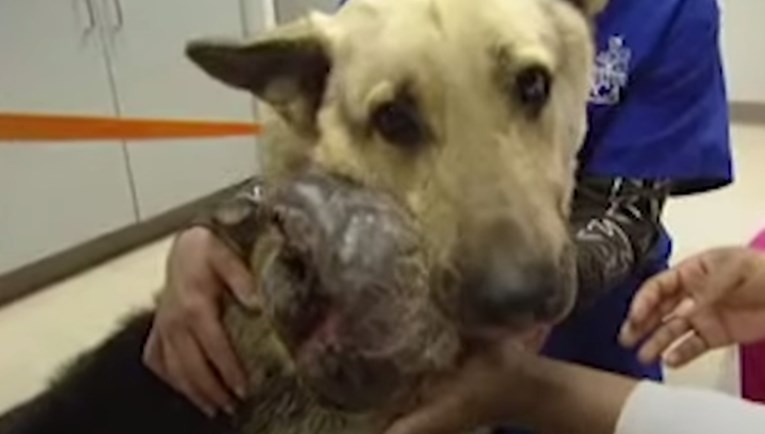 Zapostavljeni pas imao je ogroman tumor na glavi i nitko nije bio siguran hoće li preživjeti