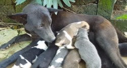Zabrinuta kujica pokazala je gdje su skriveni njezini štenci, a ovi su ih ljudi spasili od smrti