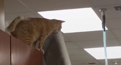 VIDEO Leteća maca dokazala je da su mačke doista čarobna stvorenja