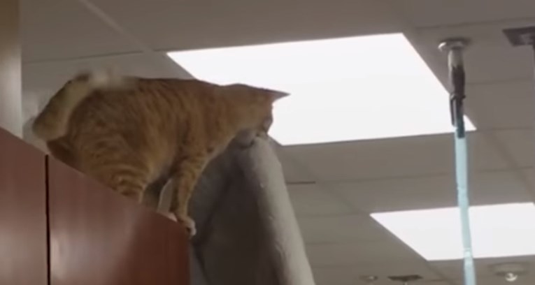 VIDEO Leteća maca dokazala je da su mačke doista čarobna stvorenja