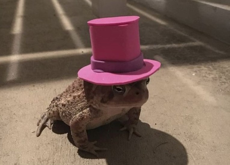 FOTO Žaba mu je svaki dan dolazila u dvorište pa joj je počeo raditi šeširiće da razveseli klinca
