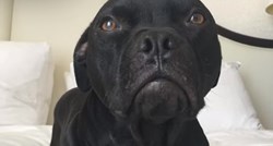 VIDEO Spasila je pit bulla koji je iskorištavan za borbe pasa