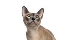 Orijentalna ljepotica: Tonkinška mačka