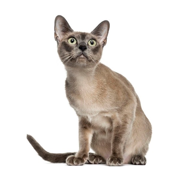Orijentalna ljepotica: Tonkinška mačka
