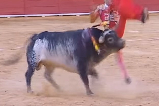 Uznemirujuća snimka: Trenutak u kojem je bik rogovima probio toreadora, mladiću nije bilo spasa
