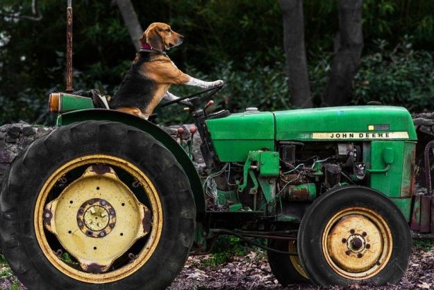 Pas traktorist izazvao kaos