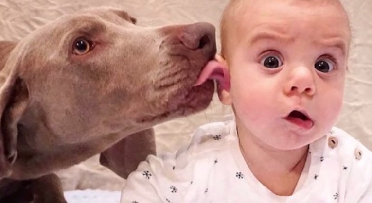 VIDEO Dva psa čekala su devet mjeseci da upoznaju svog malenog brata i sada su nerazdvojni