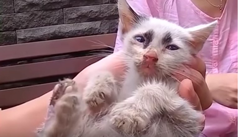 VIDEO Spasili su macu koja je zapela u oluku i sada je član njihove divne obitelji