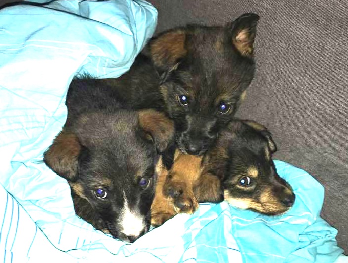 Na minus 6 izbačene na ulicu: Tri pseće bebe hitno traže dom!