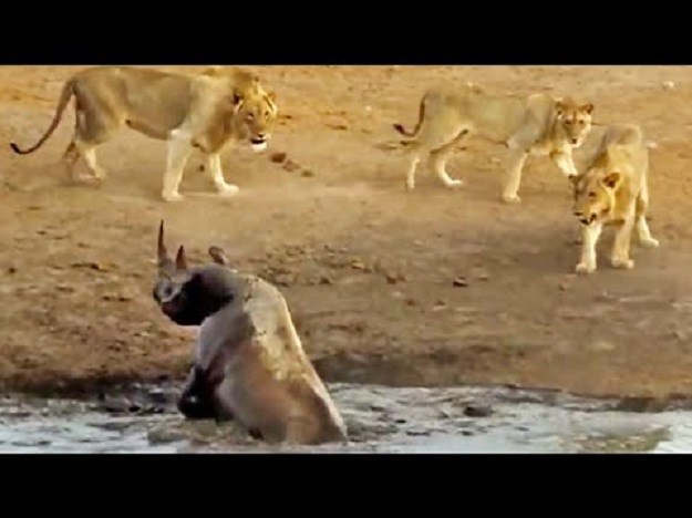 Nosorog zaglavio u mulju, a tri lava odlučila iskoristiti priliku za lagan obrok!