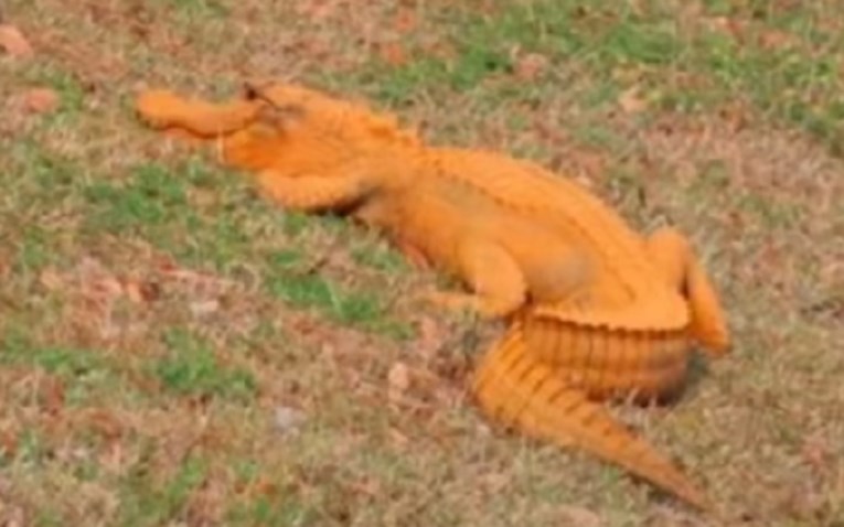 Ovo se rijetko viđa: U Južnoj Karolini snimili narančastog aligatora!