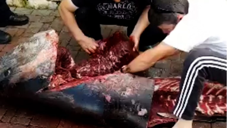 VIDEO Kod Bibinja uhvatili tunu od čak 240 kilograma, sada im prijete ogromne kazne