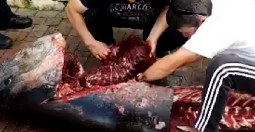 VIDEO Kod Bibinja uhvatili tunu od čak 240 kilograma, sada im prijete ogromne kazne