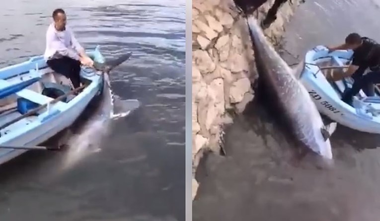 VIDEO Tuna od čak 230 kilograma zalutala u plićak kod Bibinja, borba s njom trajala dva sata