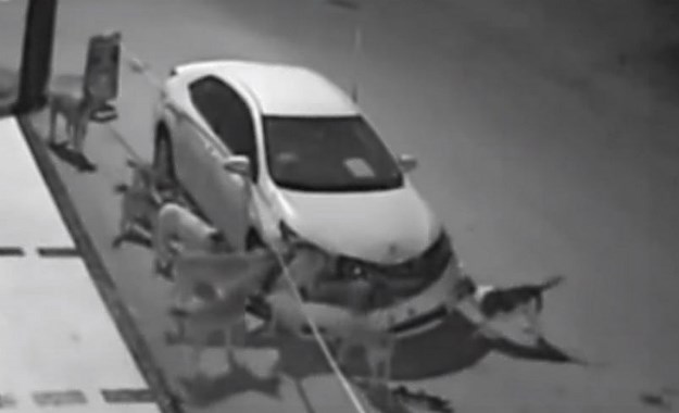 Video: Psi rastrgali Toyotu
