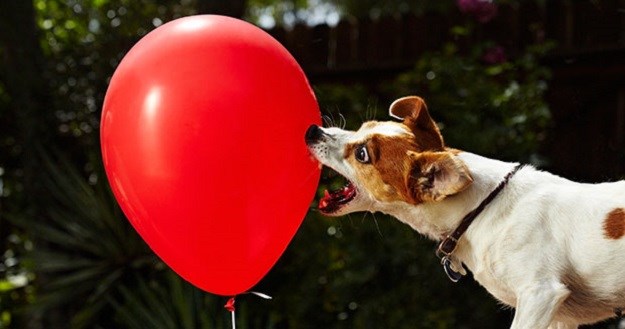 Fascinantno: Pogledajte kako "ubojica balona" ruši Guinnessov rekord!