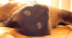 Sijamska mačka - mačka koja traži pažnju