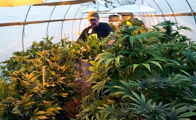 Ovo Sveučilište uskoro će nuditi tečaj za uzgoj marihuane