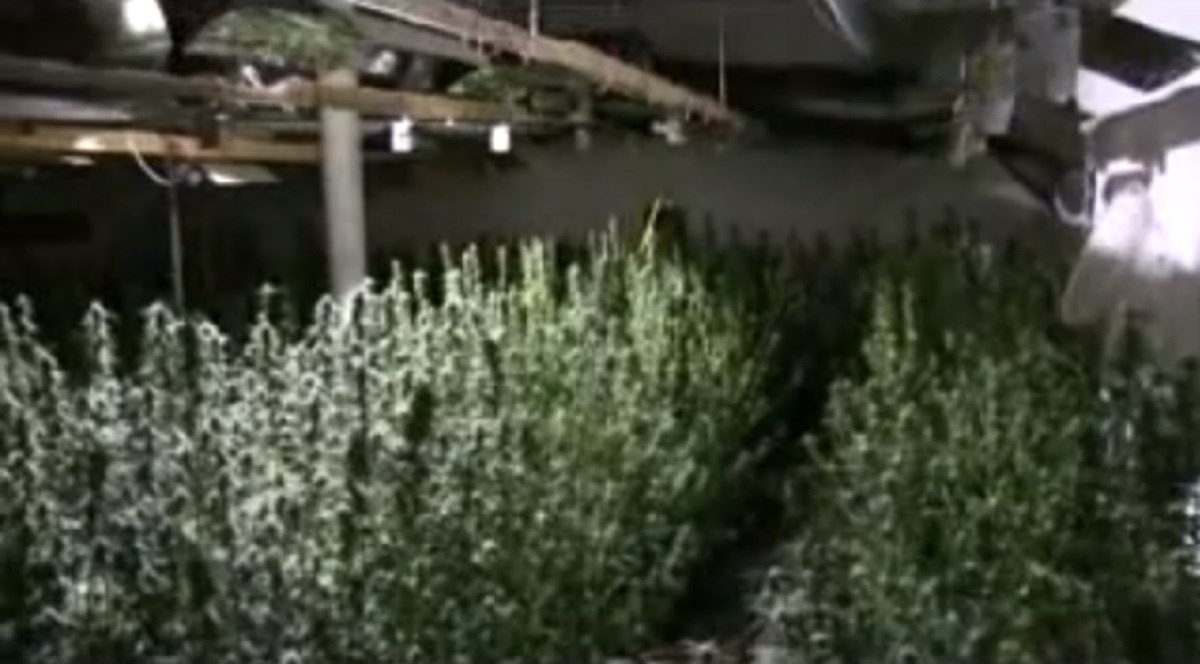 VIDEO Srbin i Hrvat uzgajali marihuanu u Svetom Ivanu Zelini, policija im upala u laboratorij