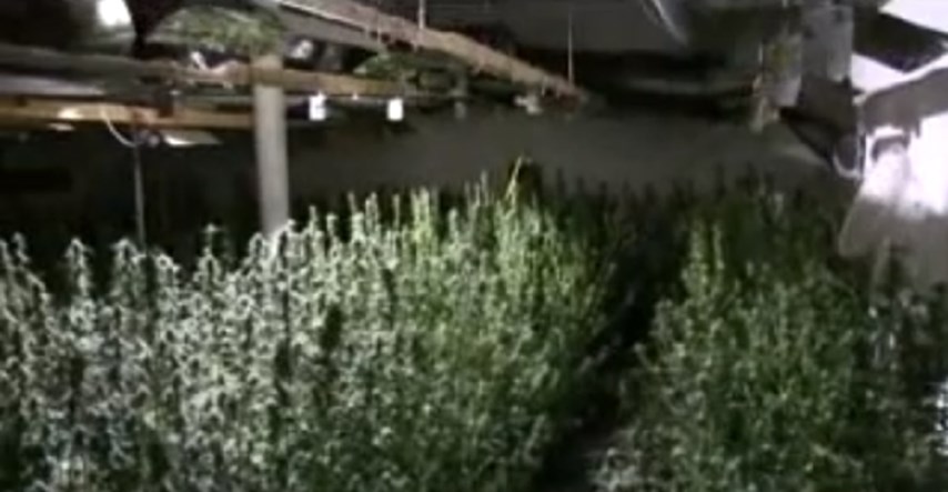 VIDEO Srbin i Hrvat uzgajali marihuanu u Svetom Ivanu Zelini, policija im upala u laboratorij