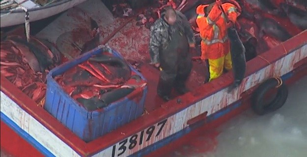 UZNEMIRUJUĆE SNIMKE U Kanadi traje krvavi lov i brutalno ubijanje beba tuljana!