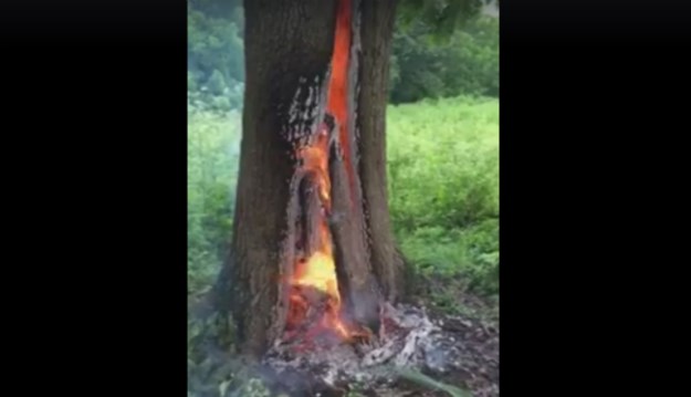 VIDEO Pogledajte kako stablo izgara iznutra nakon udara munje