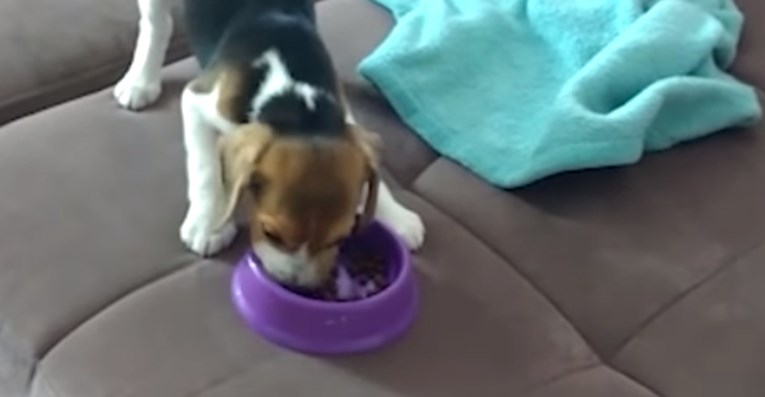VIDEO Pospano štene probudilo se u sekundi samo zbog hrane