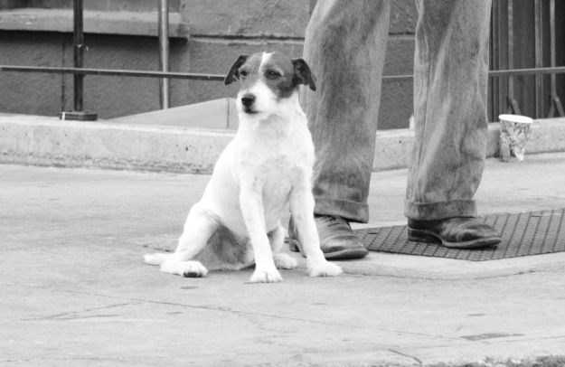 Uginuo Uggie, jedna od najvećih psećih filmskih zvijezda