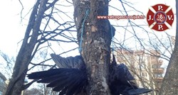 Jeza na dječjem igralištu u Osijeku: Netko ubija vrane i vješa ih na stabla