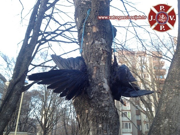 Jeza na dječjem igralištu u Osijeku: Netko ubija vrane i vješa ih na stabla