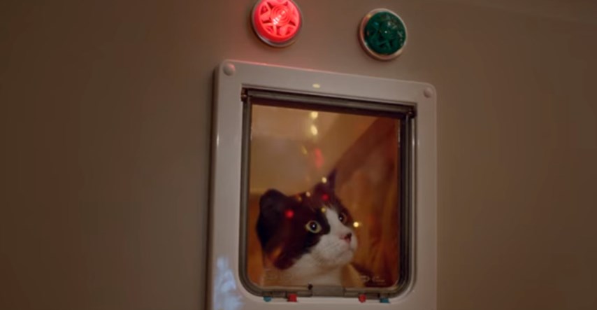 VIDEO Evo što se dogodi kada pustite mace u prostoriju s božićnim ukrasima