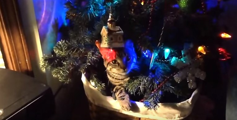 VIDEO Nestašne mace protiv božićnih jelki - Tko će pobijediti?
