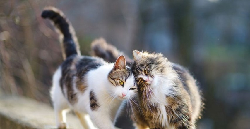 I Hrvatska obilježava Međunarodni dan kastracije uličnih mačaka