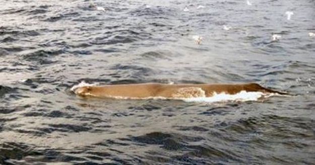 Srpski mediji zastranili, stručnjaci ih smiruju: "Divovski kitovi ne ganjaju ljude po Rovinju"