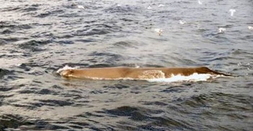 Srpski mediji zastranili, stručnjaci ih smiruju: "Divovski kitovi ne ganjaju ljude po Rovinju"