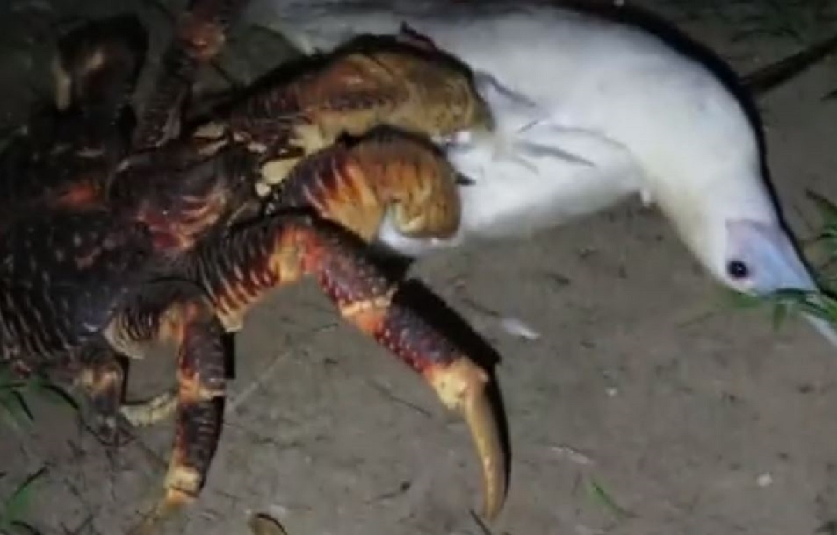 VIDEO Neće vam biti svejedno kad vidite kako golemi rak ubija veliku pticu