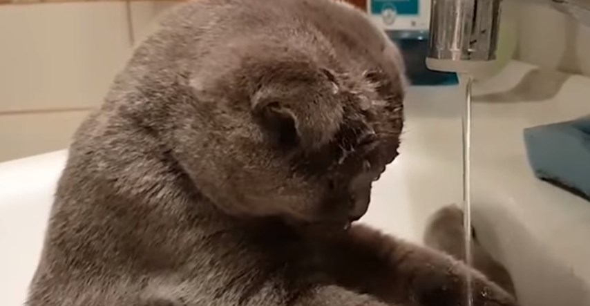 VIDEO Posebna maca najviše voli biti u umivaoniku i to izgleda preslatko