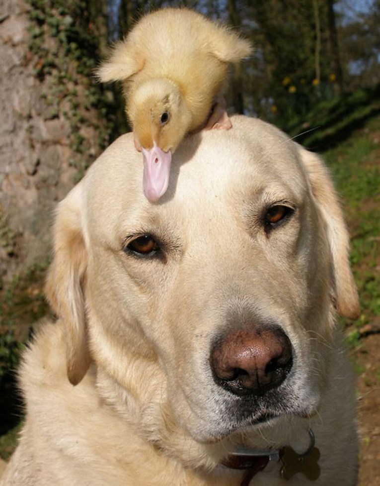 Neobično prijateljstvo između pačića i labradora