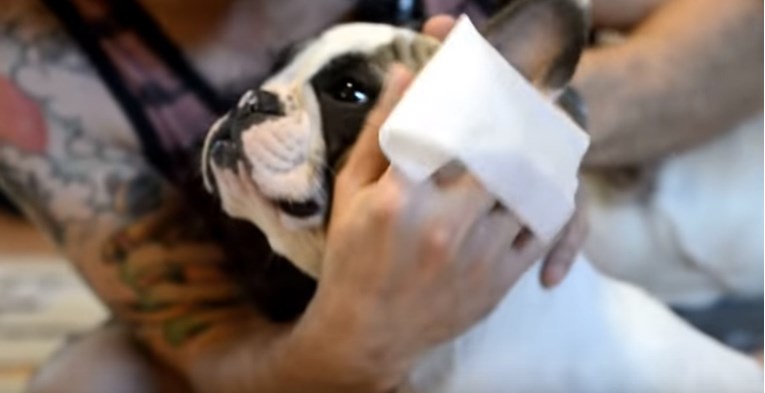 Saznajte zbog čega je bitno čišćenje ušiju kod pasa