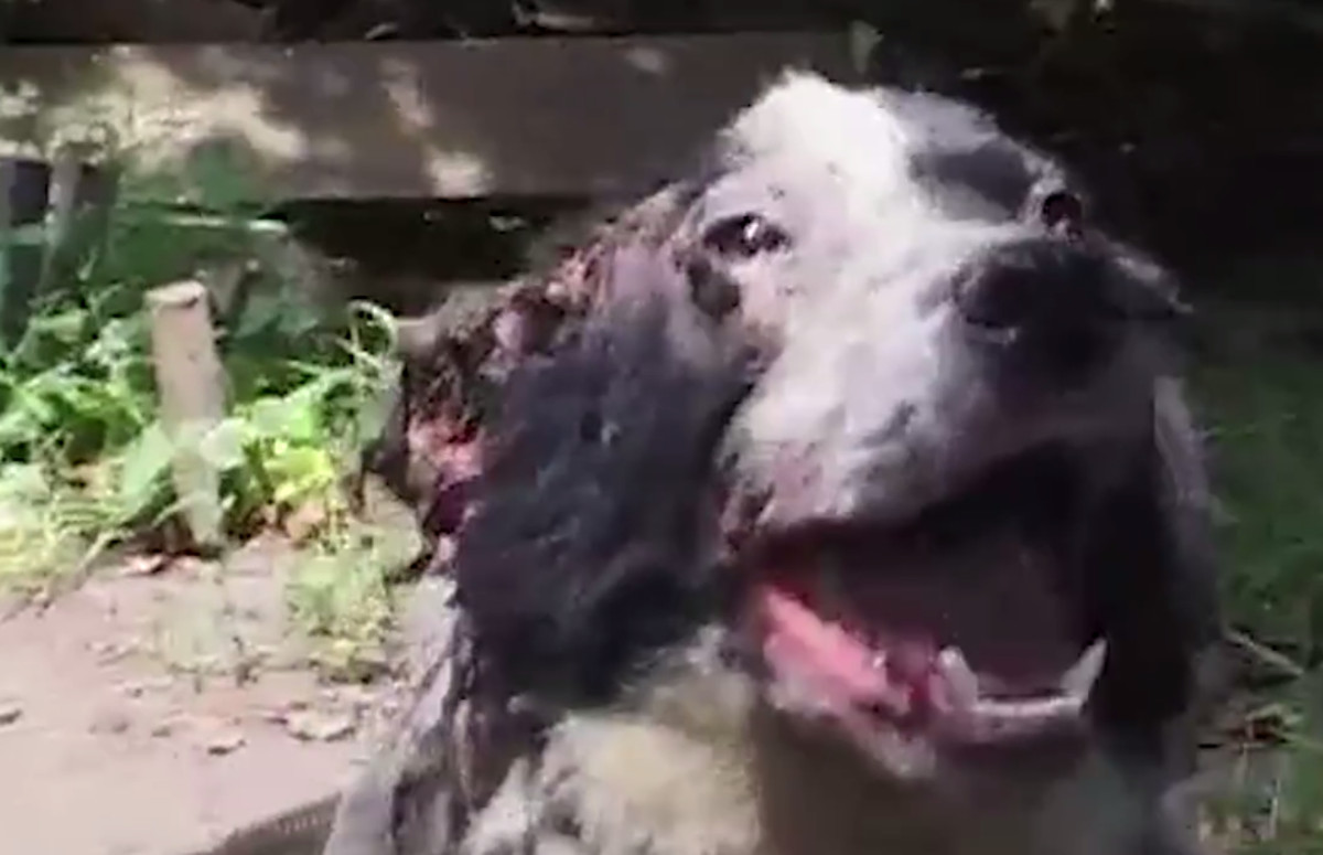 VIDEO Ovaj je pas bio u groznom stanju, no njegova reakcija na ljude je raznježila cijeli svijet