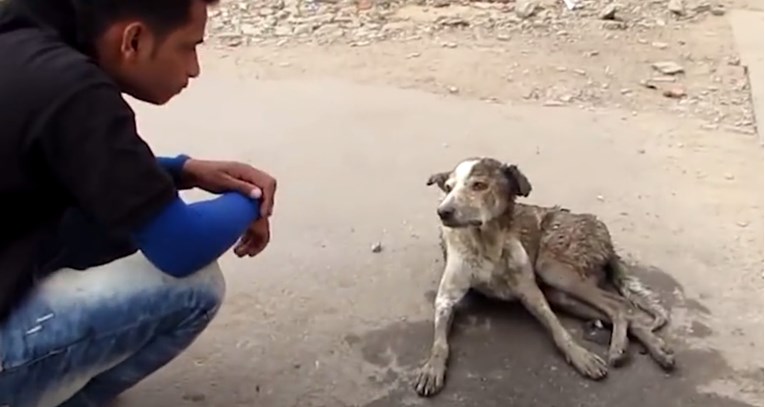 VIDEO Pronašli su nepokretnog psa na ulici i spasili mu život