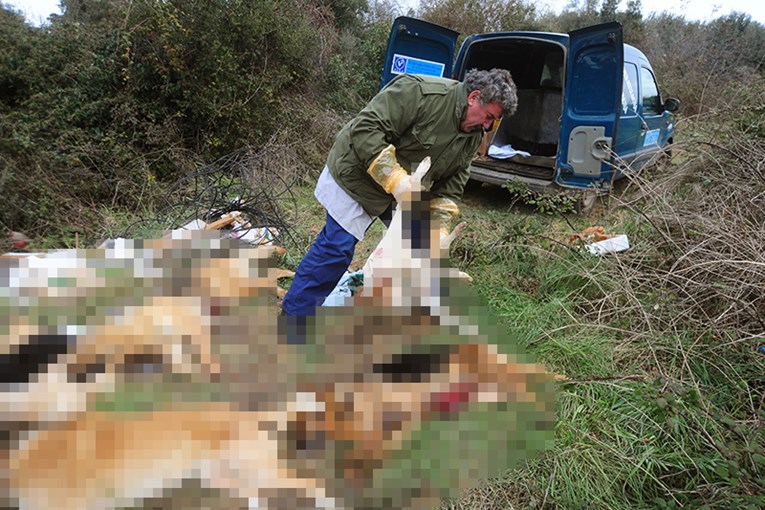 UZNEMIRUJUĆE FOTOGRAFIJE Slučajna prolaznica našla izranjavane lešine devet pasa