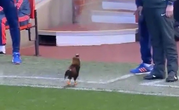 Video dana: Genijalni Van Gaal može mijenjati oblik