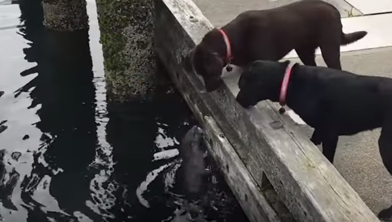VIDEO Ova druželjubiva vidra želi postati dio ekipe, a njezinim prijateljima psima ništa nije jasno
