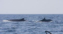 Kod Lošinja viđena dva velika kita