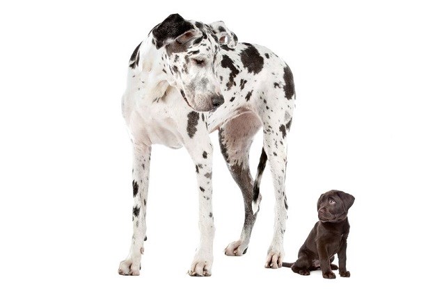 Zašto veliki psi žive kraće od malih pasa?