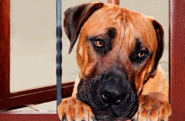 Veliki pas u stanu: Okrutno ili ne?