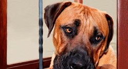 Veliki pas u stanu: Okrutno ili ne?