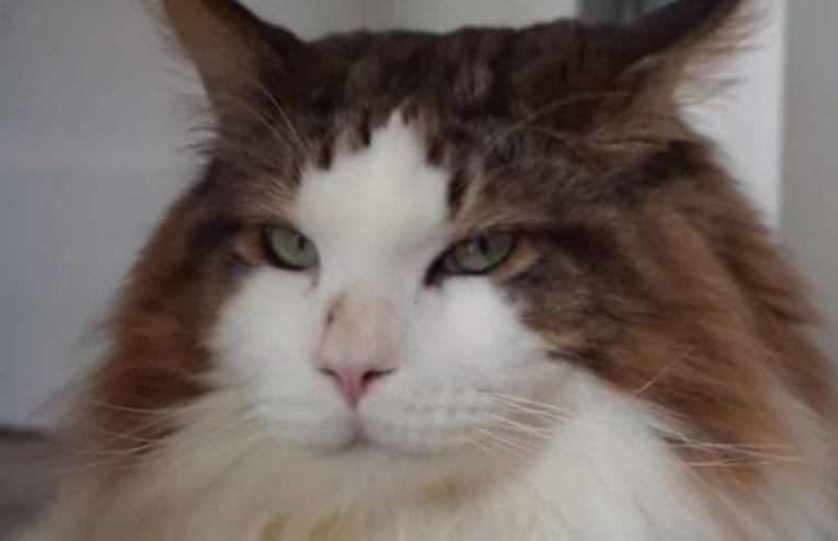 VIDEO Upoznajte najvećeg mačka iz New Yorka